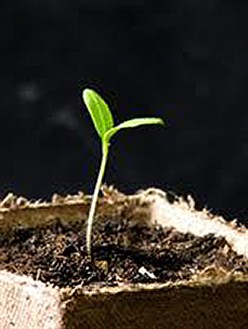 seedling-in-pot-images--w248h329
